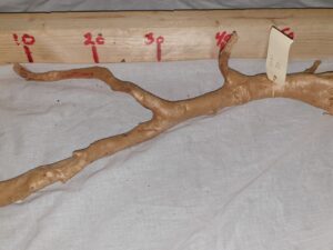 Talawa wood 30- 45 cm